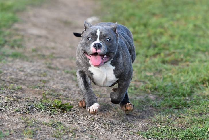 Photo American Bully