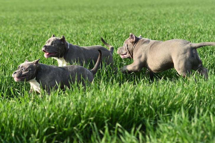 Photo American Bully