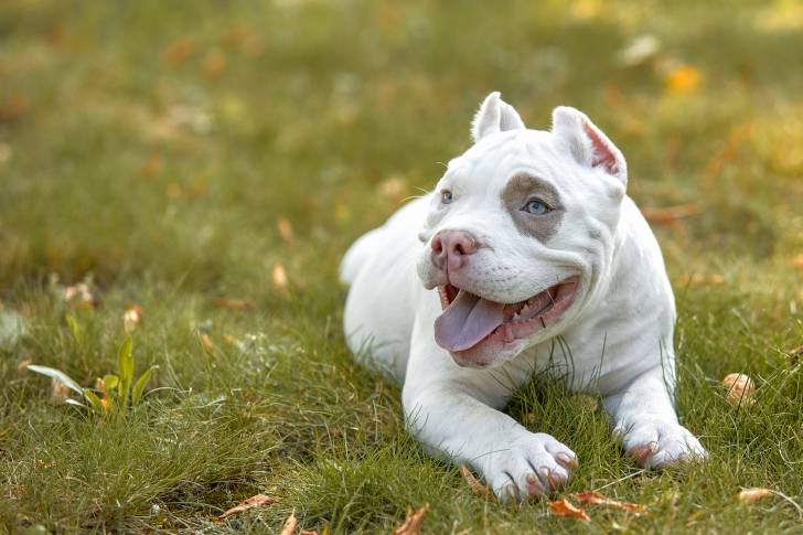 Photo American Bully