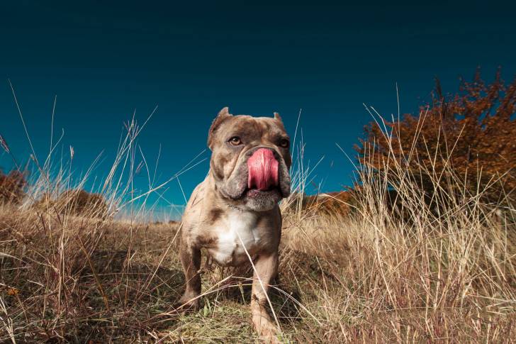 Photo American Bully