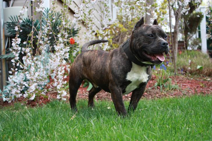 Photo American Bully