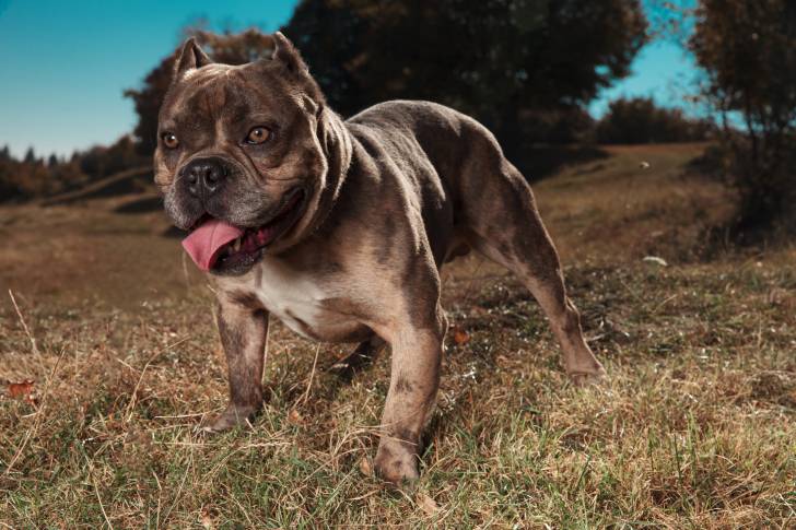 Photo American Bully