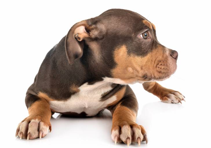 Photo American Bully