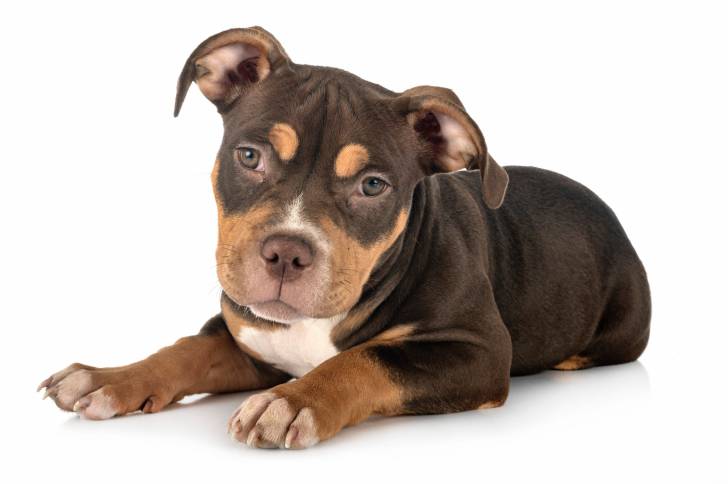 Photo American Bully