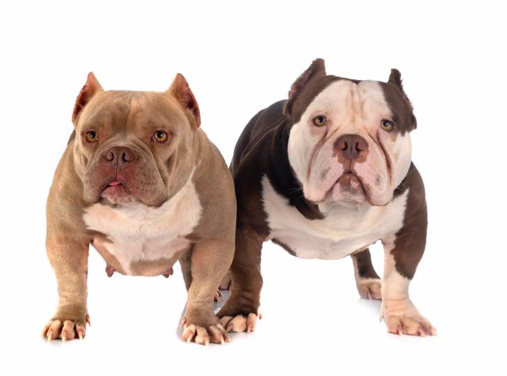 Photo American Bully