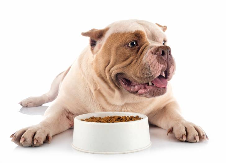 Photo American Bully