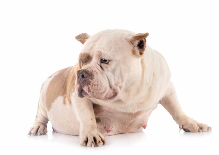 Photo American Bully