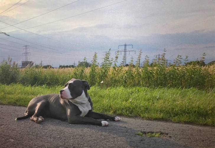 Photo American Bully