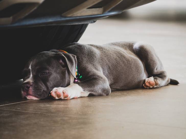 Photo American Bully
