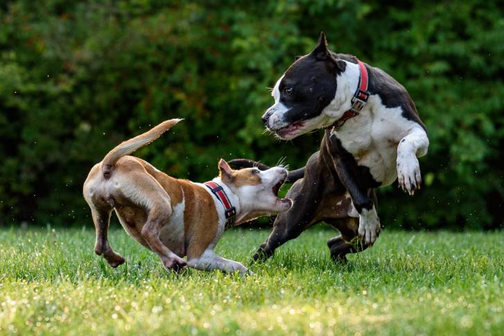 Photo American Bully