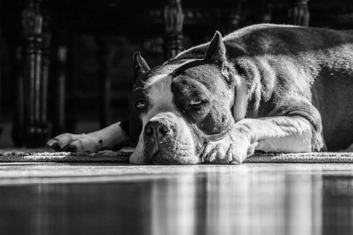 Photo American Bully