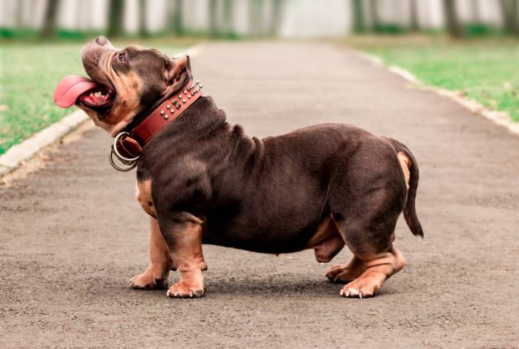 Photo American Bully