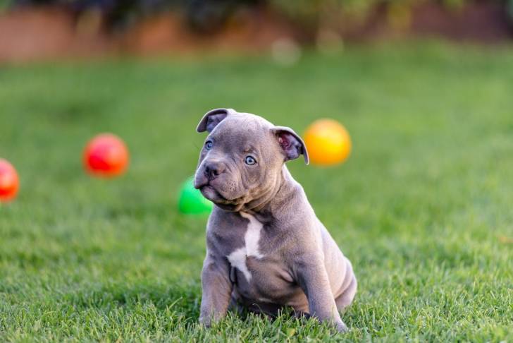 Photo American Bully