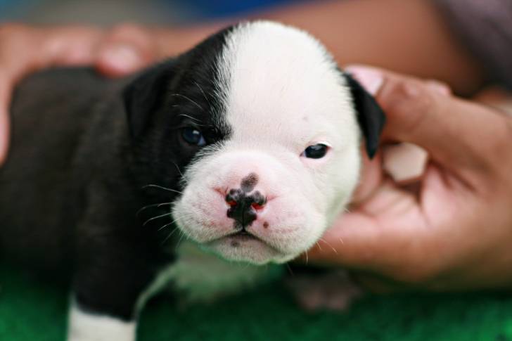 Photo American Bully