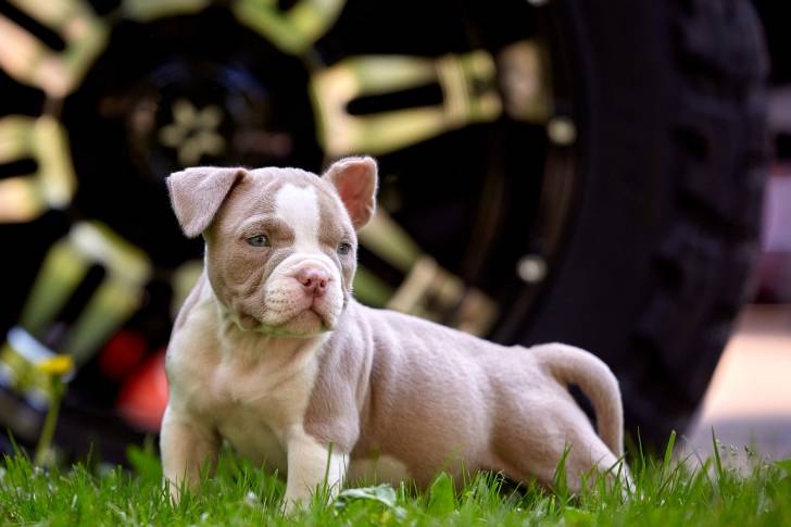 Photo American Bully
