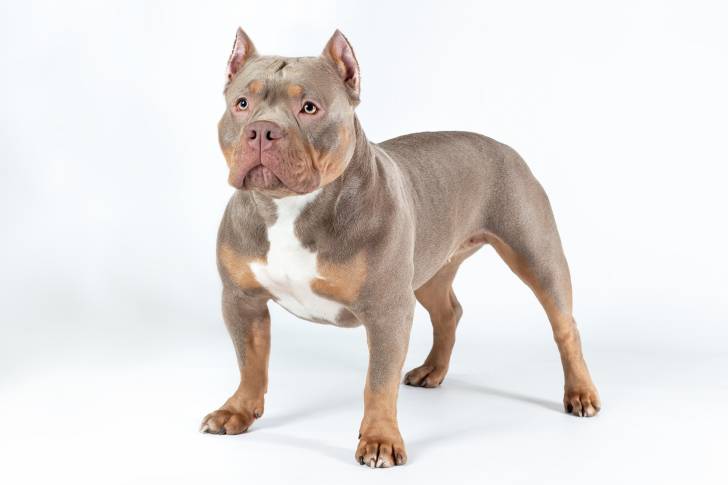 Un American Bully sur fond blanc