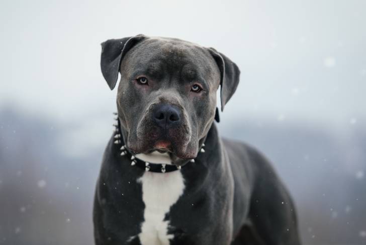 Vue proche d'un American Bully
