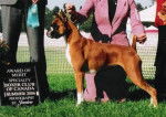 Honey... 1st Award of Merit - Boxer (2 ans)