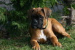 boxer:Roxy! - Boxer