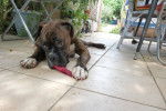 BOXER Tyson - Boxer