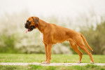 Un Boxer en position de concours sur la pelouse