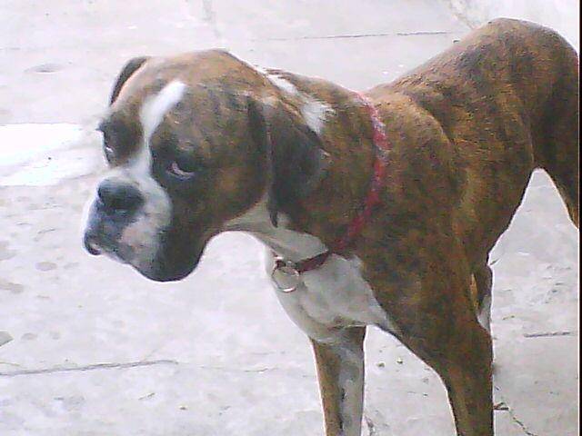 Kelly (fallecida el 7/01/13) - Boxer (12 ans)
