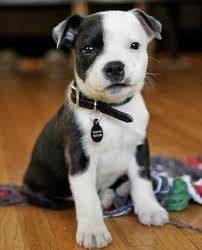 boxy - Boxer Mâle (3 mois)