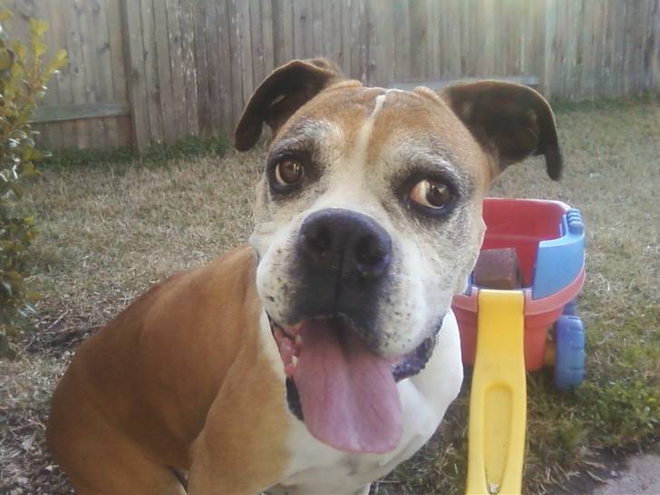 Boxie Canal - Boxer (9 ans)
