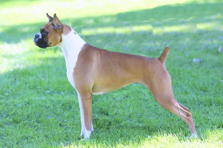 Princess, 2 years old. - Boxer (2 ans)