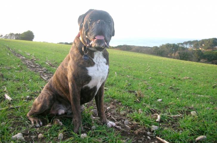 Elliot de la Villa Patience - Boxer Mâle (6 ans)