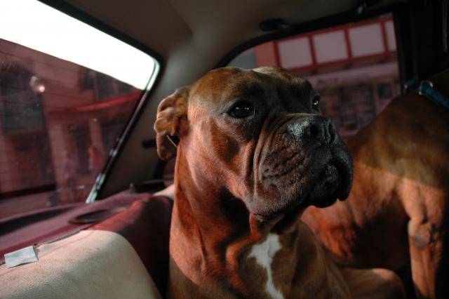 Boxer - Pitxun - Boxer