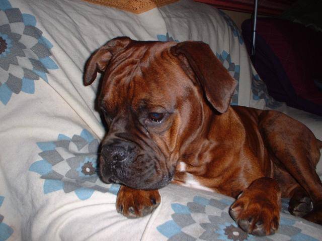 Boxer - Pitxun - Boxer