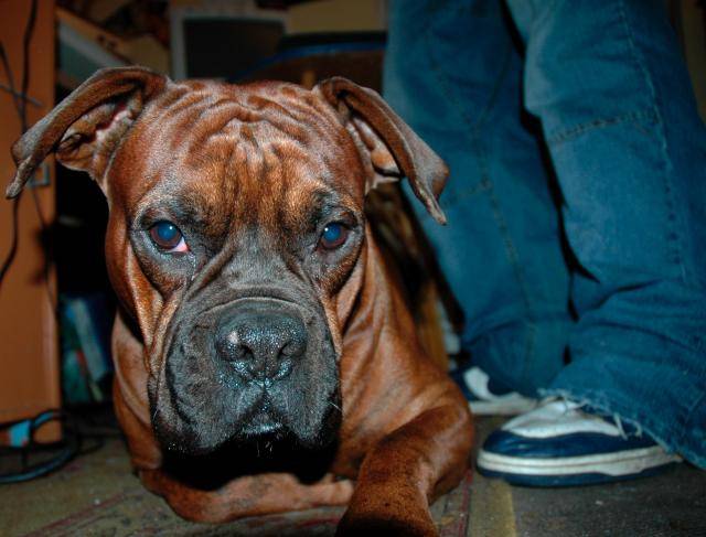 Boxer - Pitxun - Boxer