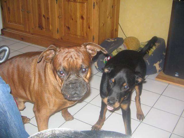 Boxer - Pitxun - Boxer