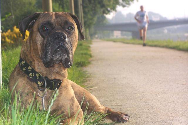 Boxer bringé (Boubou) - Boxer