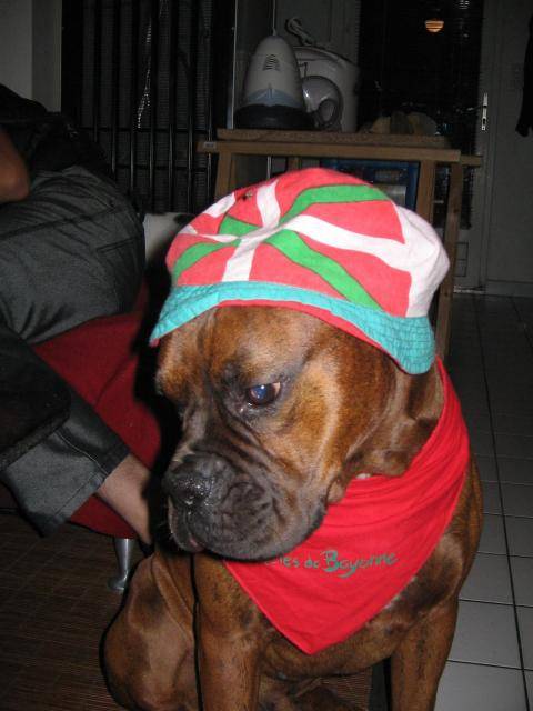 Boxer - Pitxun - Boxer