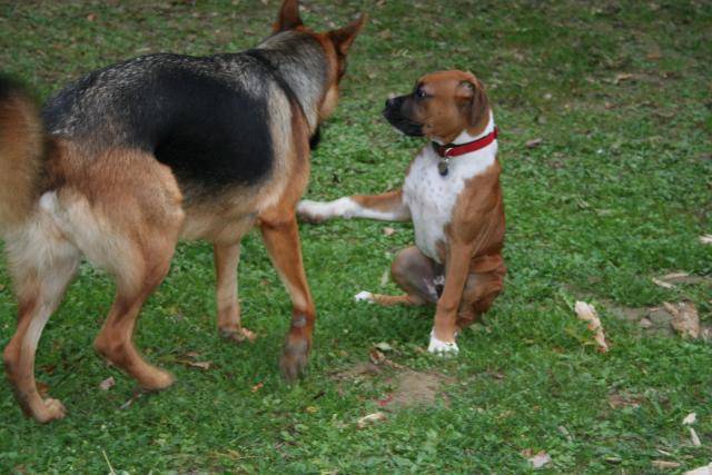 CHARLIE BOXER DE 4 MOIS - Boxer (4 mois)