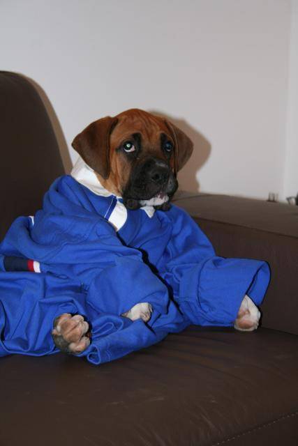 CHARLIE BOXER - Boxer