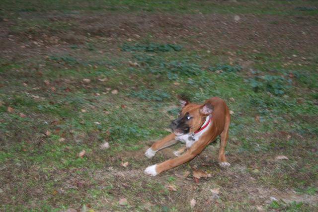 CHARLIE BOXER 4 MOIS - Boxer (4 mois)