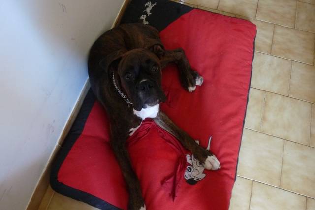 Tyson BOXER - Boxer