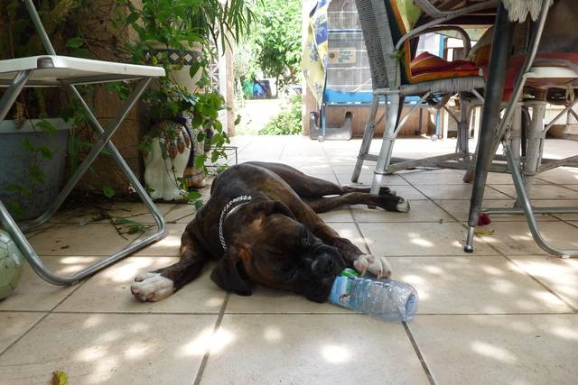 BOXER Tyson - Boxer