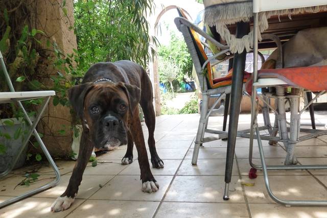 BOXER TYSON - Boxer