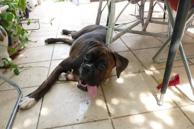 BOXER Tyson - Boxer