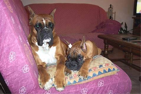 Rahan et Urkann - Boxer