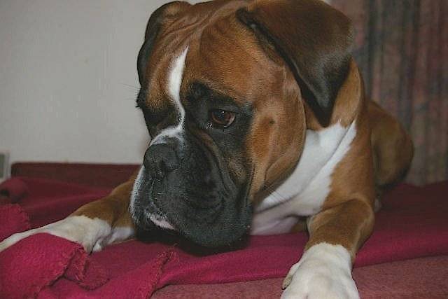 Vasco 3 ans et demi - Boxer (3 ans et demi)