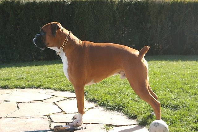Vasco 3 ans et demi - Boxer (3 ans et demi)