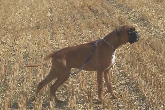 Boss des Cabotines du Vieux Pré - Boxer