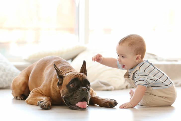 Un Boxer en de train de se faire caresser par un enfant en bas âge