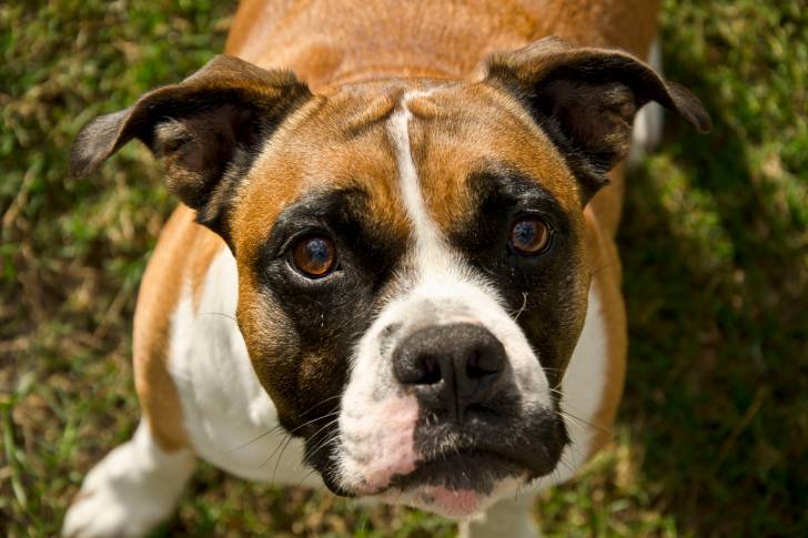 Un Boxer en train de fixer l'objectif