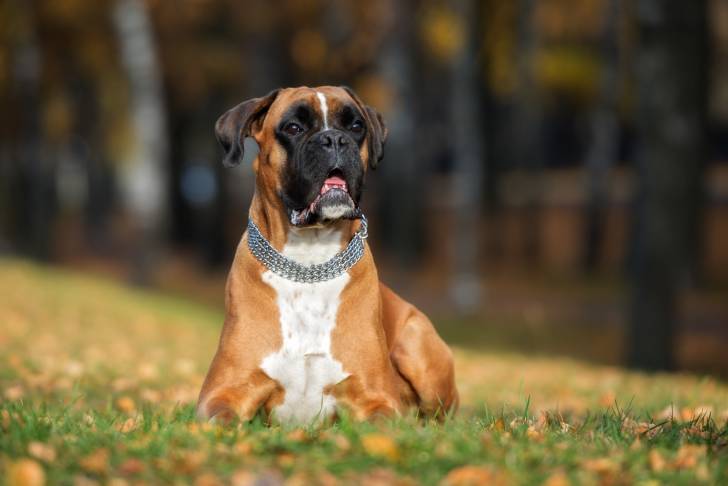 Un Boxer allongé dans l'herbe